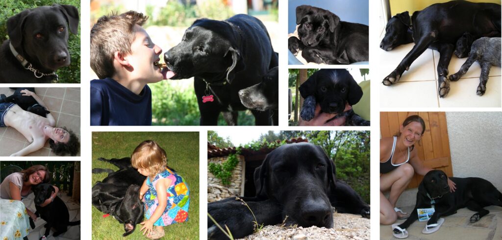 Chiens bienvenus aux Gîtes de la Caumette, location de vacances dans l’Hérault