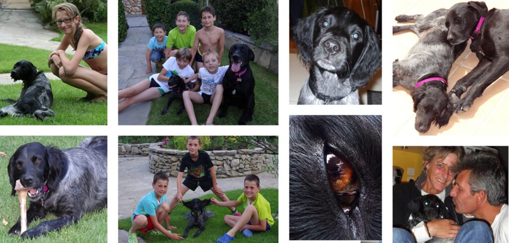 Bienvenue aux chiens aux Gîtes de la Caumette, location de vacances dans l’Hérault