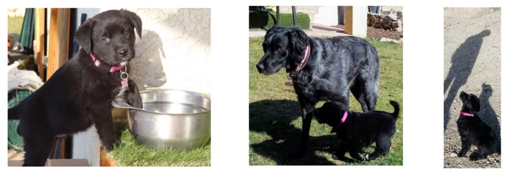 Maya et Gypsy les chiens aux Gîtes de la Caumette, location de vacances dans l’Hérault