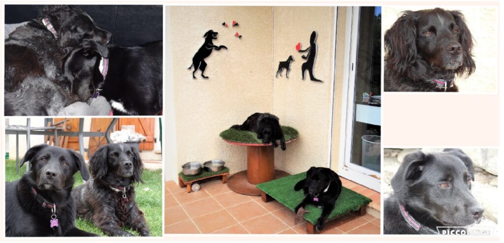 Ils sont beaux les chiens aux Gîtes de la Caumette, location de vacances dans l’Hérault