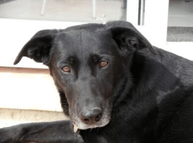 Vicky chien aux Gîtes de la Caumette, location de vacances dans l’Hérault